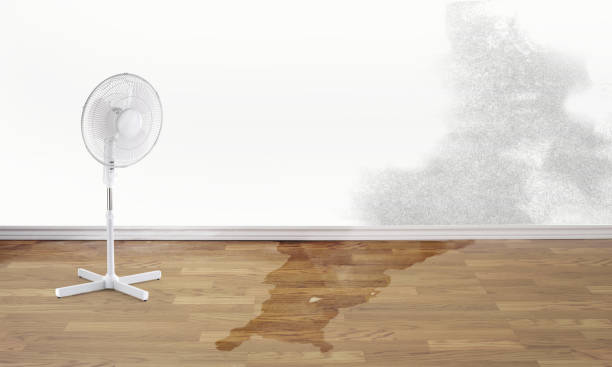 Best Basement water damage restoration  in East Brewton, AL